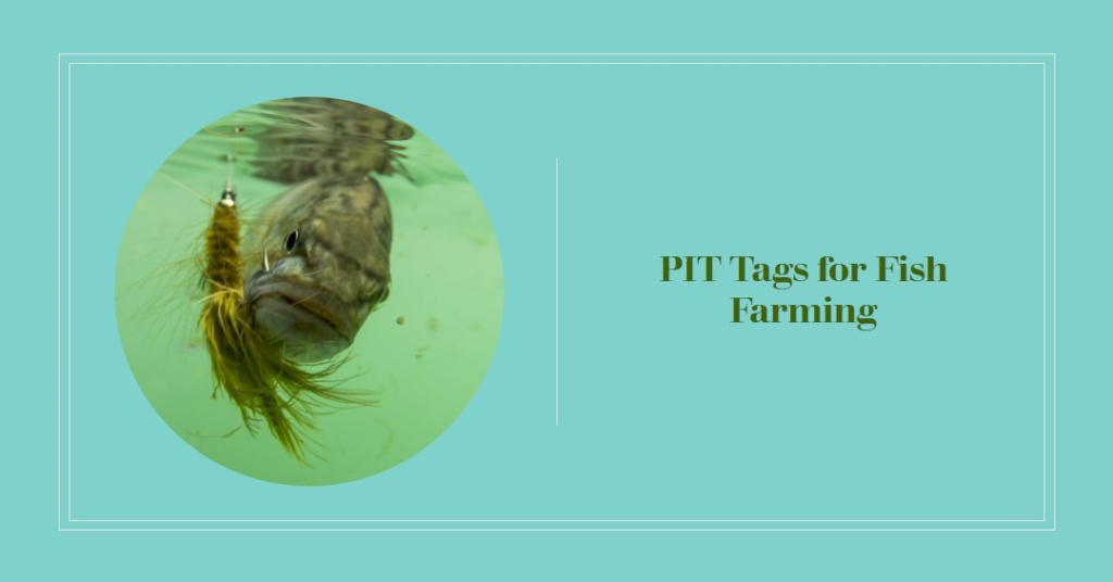 Pit tags fish