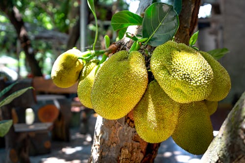 Jackfruit Market