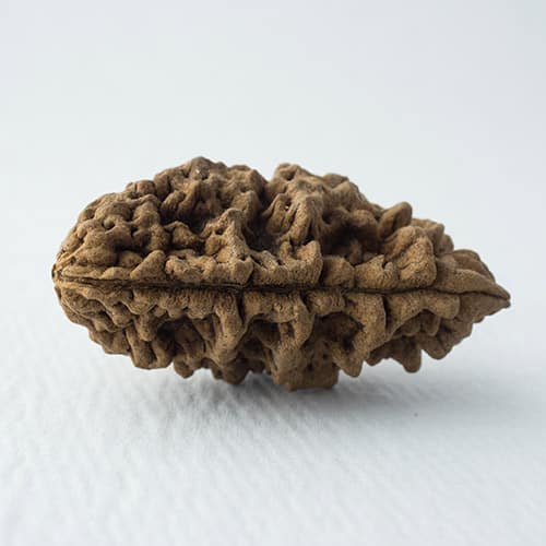 1 Mukhi Rudraksha